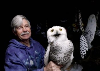 Since 1981, One Man Has Relocated Almost 1,000 Snowy Owls from Logan Airport — Colossal